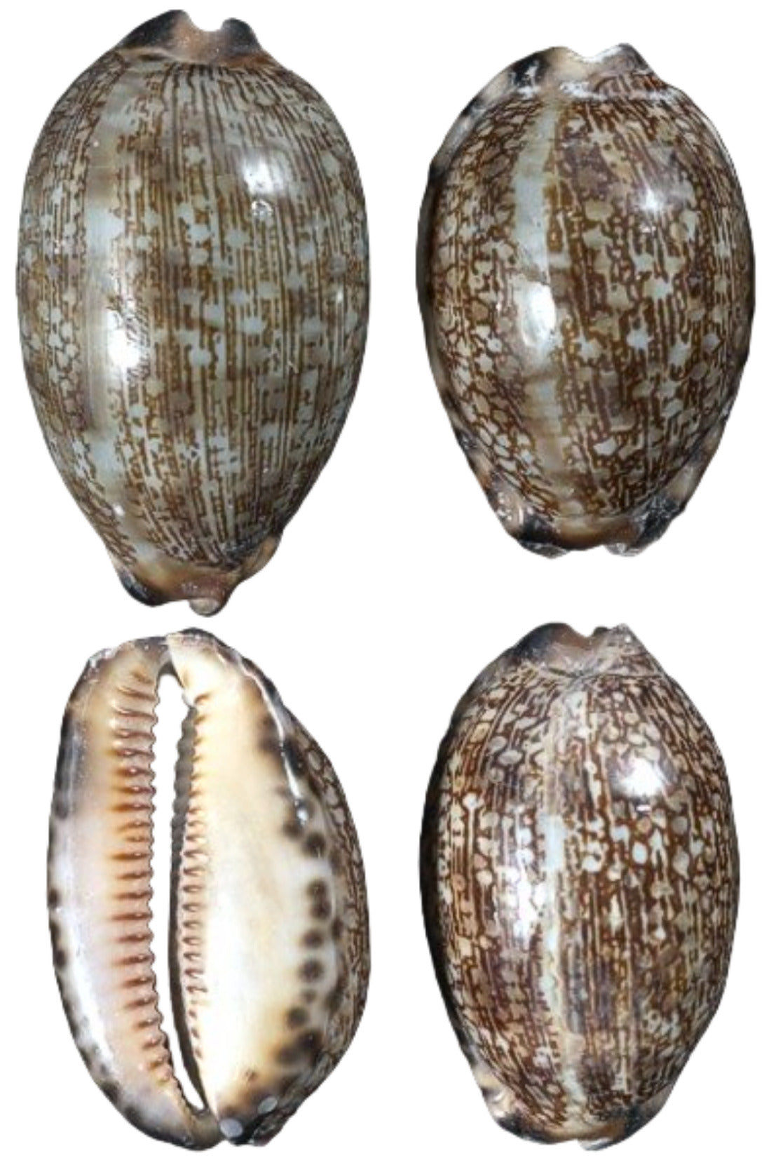 Cowrie (Arabic) 1 1/2 to 2 1/4" Shell Sold Each