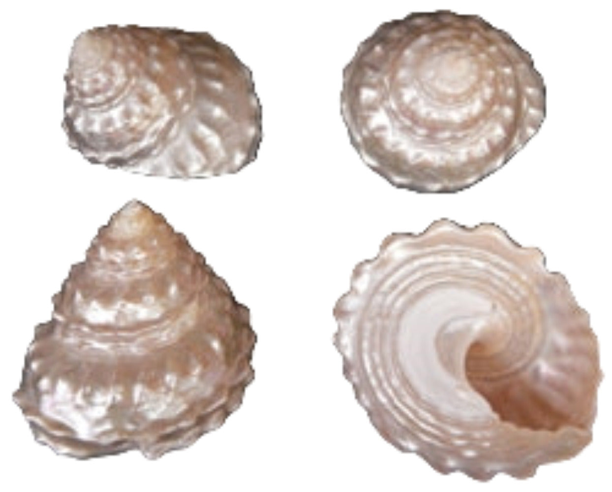 Megastrea Undosa 3 to 4" Shell Sold Each