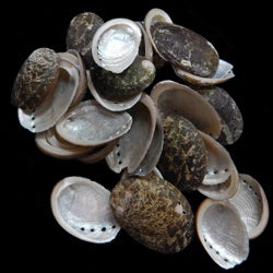 Discover the allure of the ocean with our 1/4 LBS of 1 to 2-inch Baby Black Abalones. Hand-selected from pristine waters, these delicate treasures bring a touch of the extraordinary to your nautical collections. These creatures tell a tale of coastal elegance and oceanic wonder. Allow these abalones to become a special piece to your nautical collection.