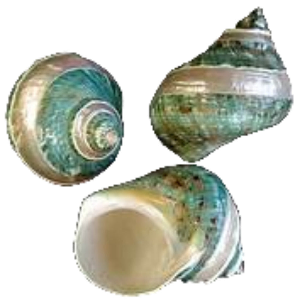 Turbo Banded Jade Shell 4",   OUT OF STOCK