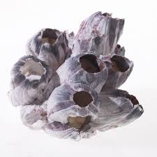 Barnacle Cluster 5 to 7" Sold Each