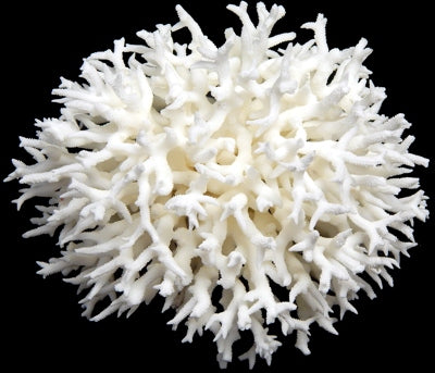 Coral Birdnest Cluster 5 to 7"  Sold Each