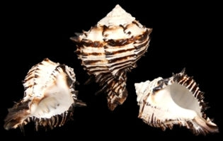 Murex Black 3 to 4" Shell Sold Each
