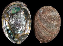 Abalone Blue Green 6 to 7"  Sold Each