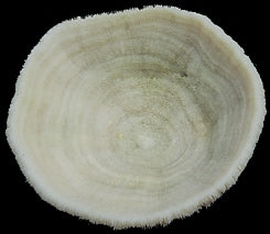 Coral Bowl Cluster 5 to 7"  OUT OF STOCK