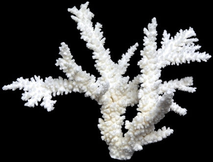 Coral Branch Cluster 7 to 10"  OUT OF STOCK
