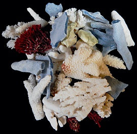 Coral Broken 1/2 to 4" Pieces Sold By The 1/4 LBS