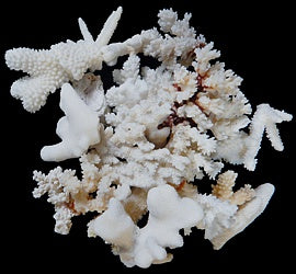 Coral Broken 1/2 to 4" Pieces Sold By The 1/4 LBS
