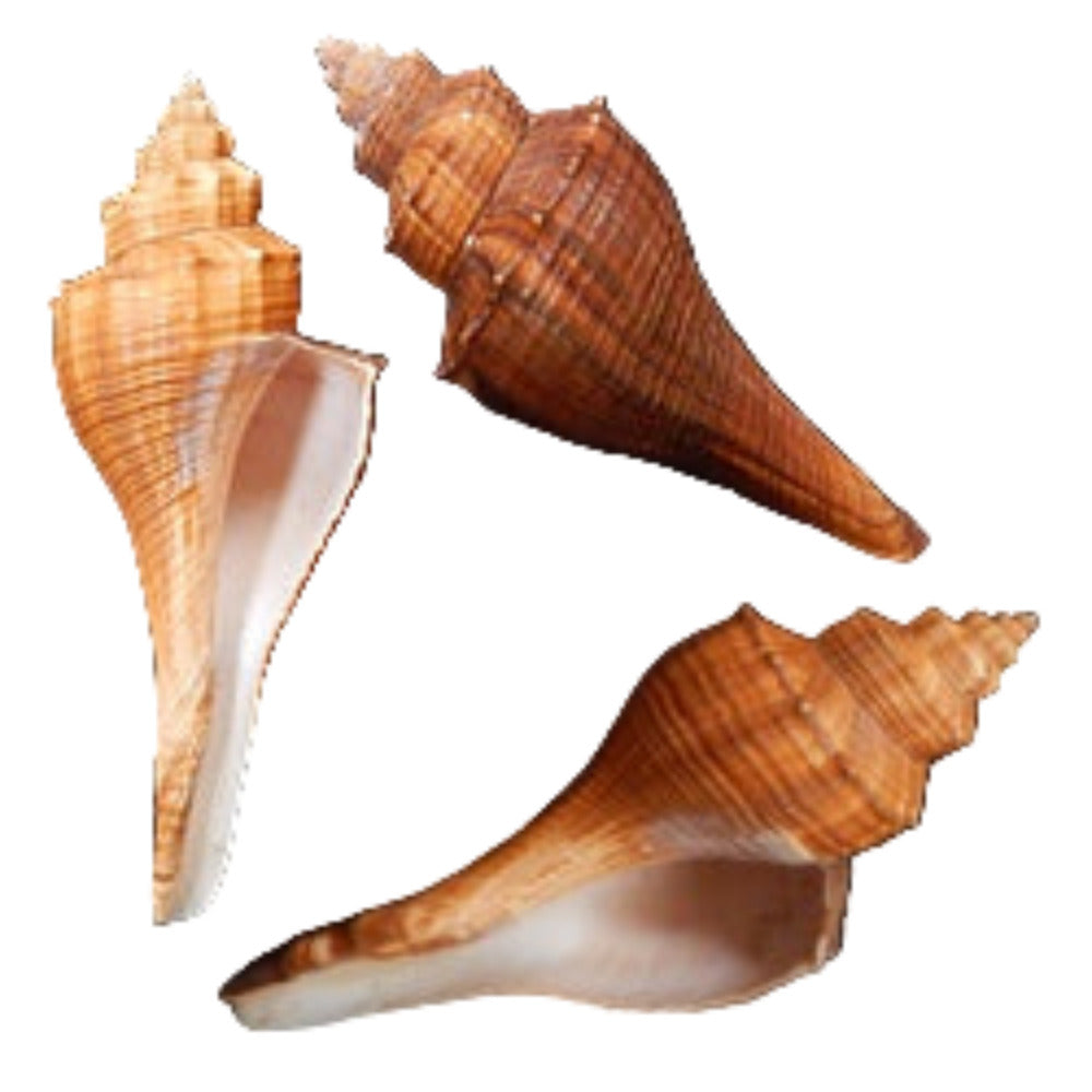 Fusus Brown 5" Shell Sold Each