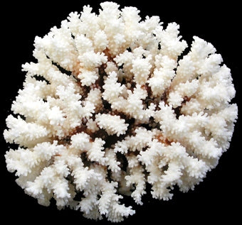 Coral Brownstem 8 to 10" Cluster