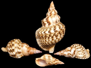 Triton Caribbean 9 to 10" Shell Sold Each