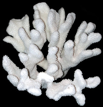 Coral Cats Paw 9 to 11" Cluster