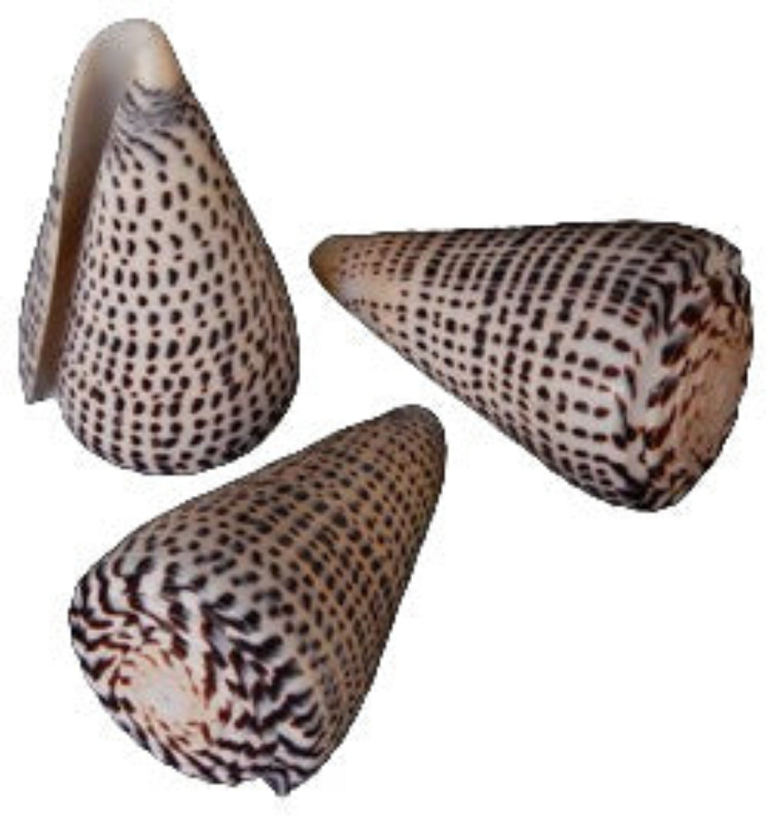 Cone Leopardus 4 1/2" Shell OUT OF STOCK