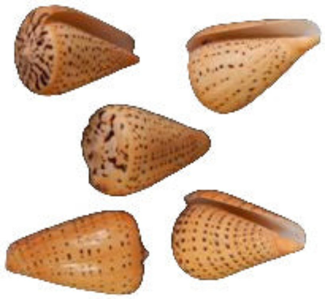 Cone Bitulinus 2 to 3"  Shell Sold Each