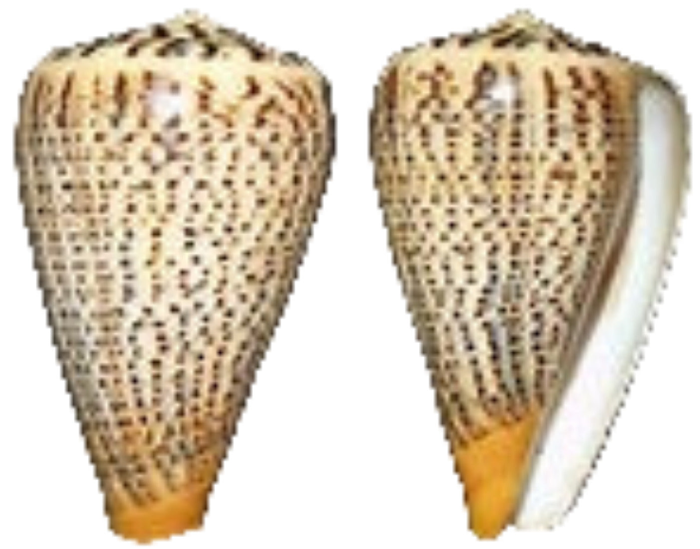 Cone Suratensis 3 to 4" Shell Sold Each