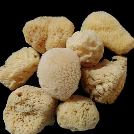 Sponge (Craft) 2 to 4"  Sold Each