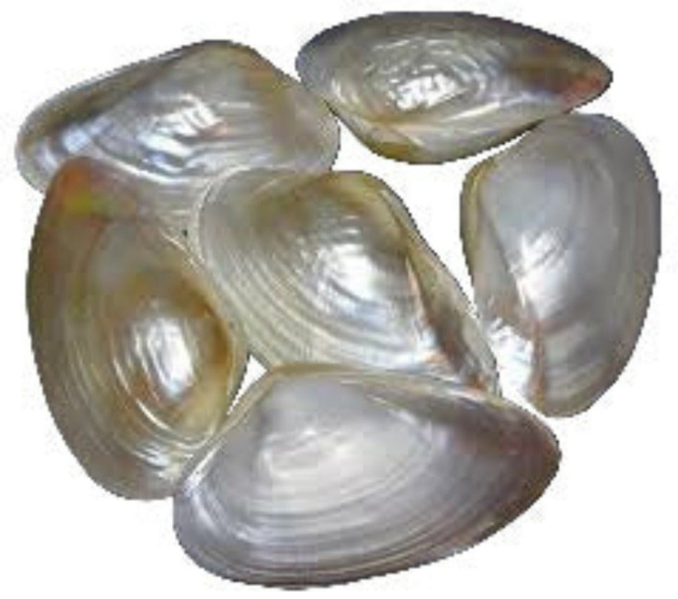 Clam Cebu 6 to 7" Shell Singles Sold Each