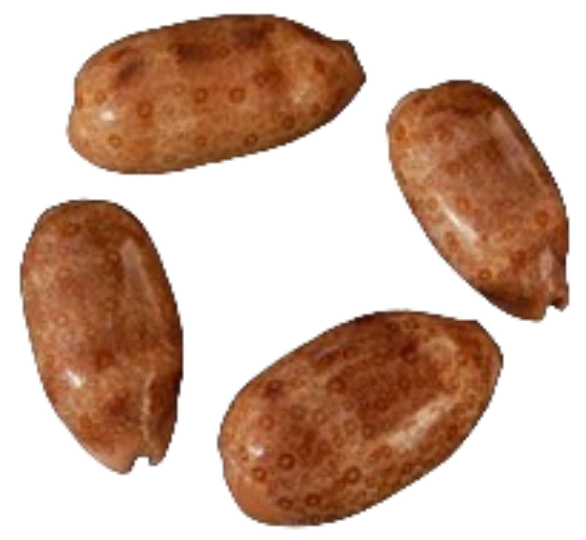 Cyprea Argus 2 to 3"  Shell Sold Each