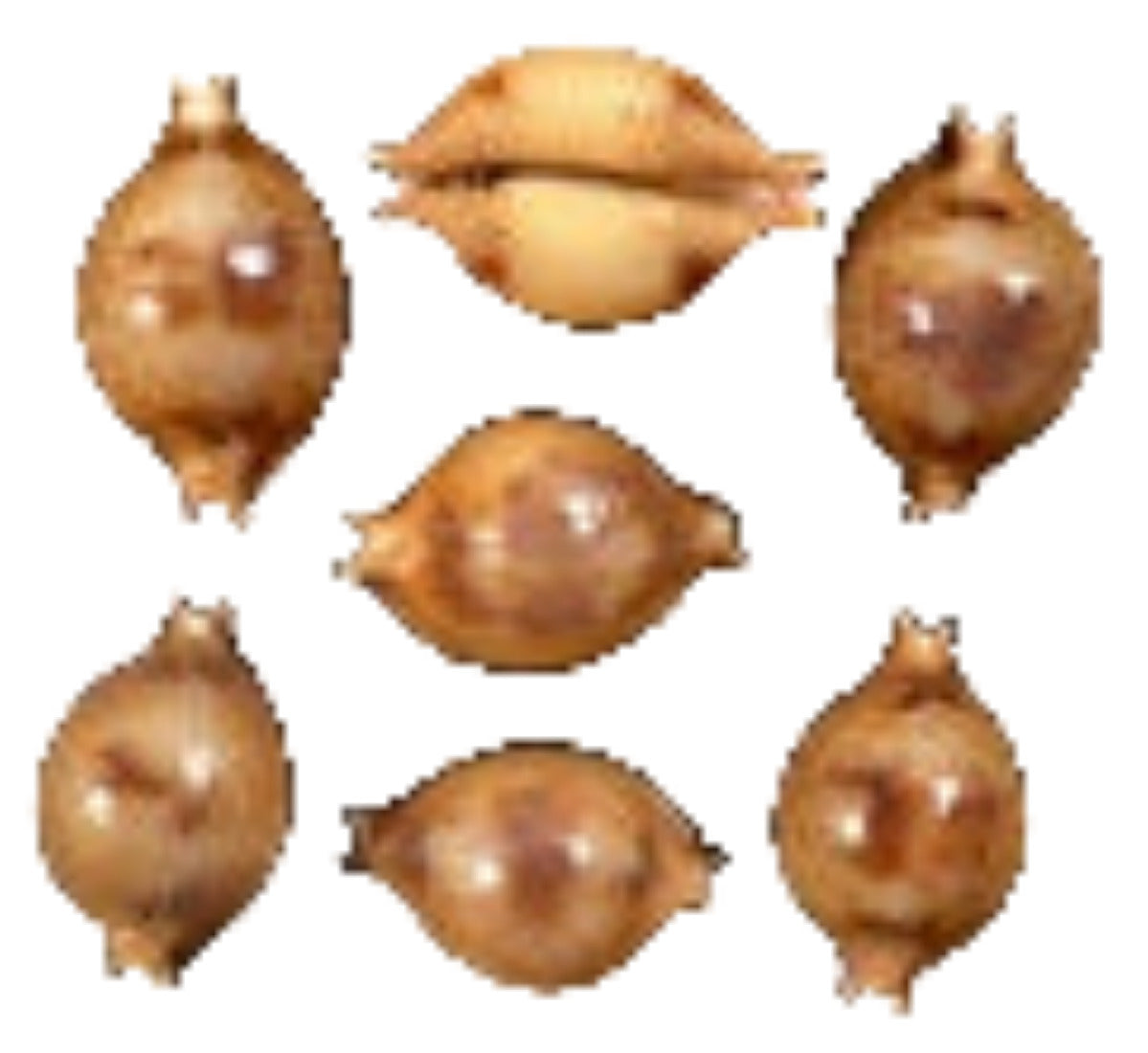 Cyprea Bistrinotata 1/2" Shell Sold Each