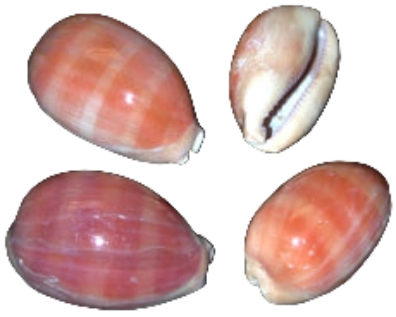 Cyprea Lyncina Carneola 3/4 to 2" Shell Sold Each