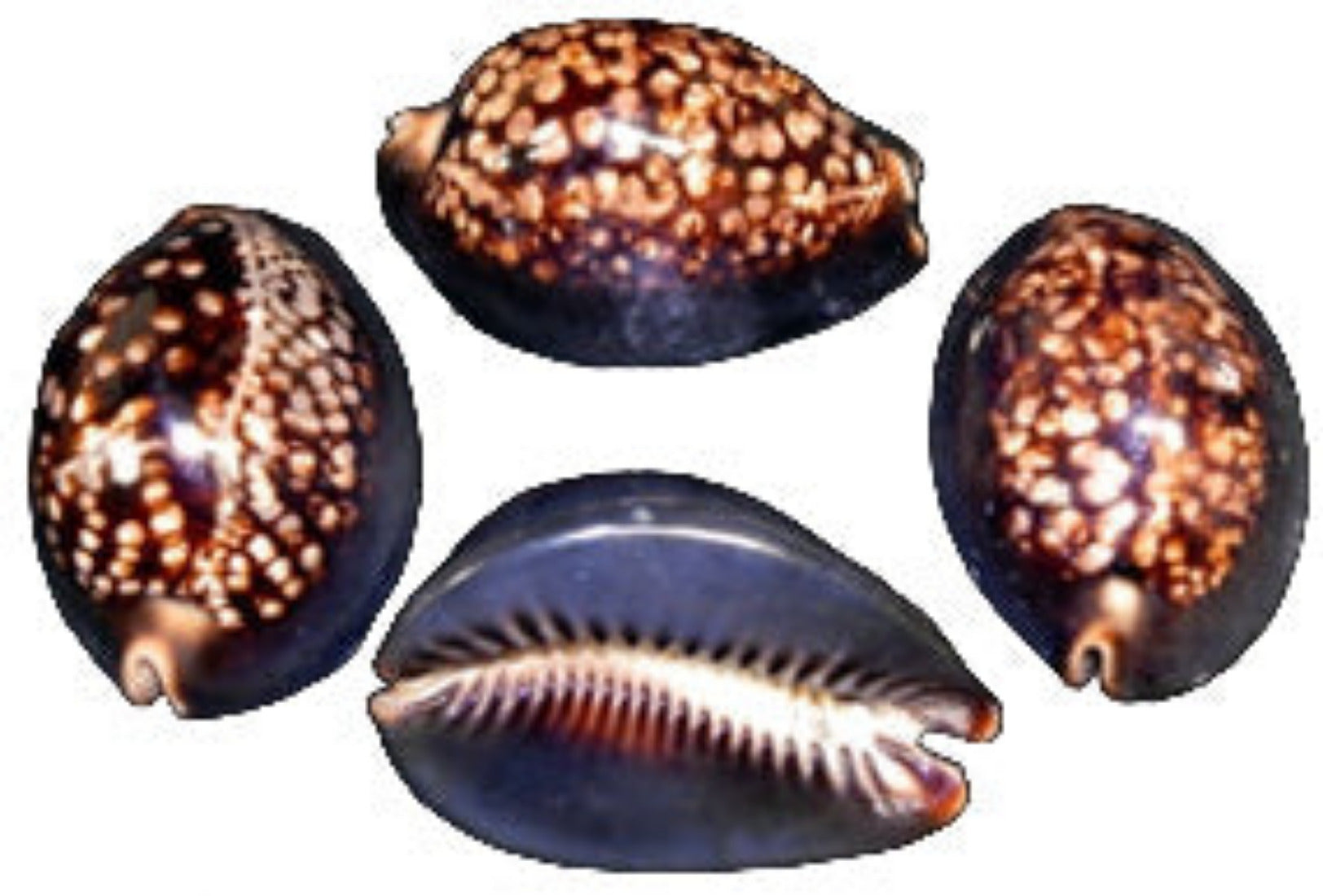 Cyprea Mauritiana 2 to 2 1/2" Shell Sold Each