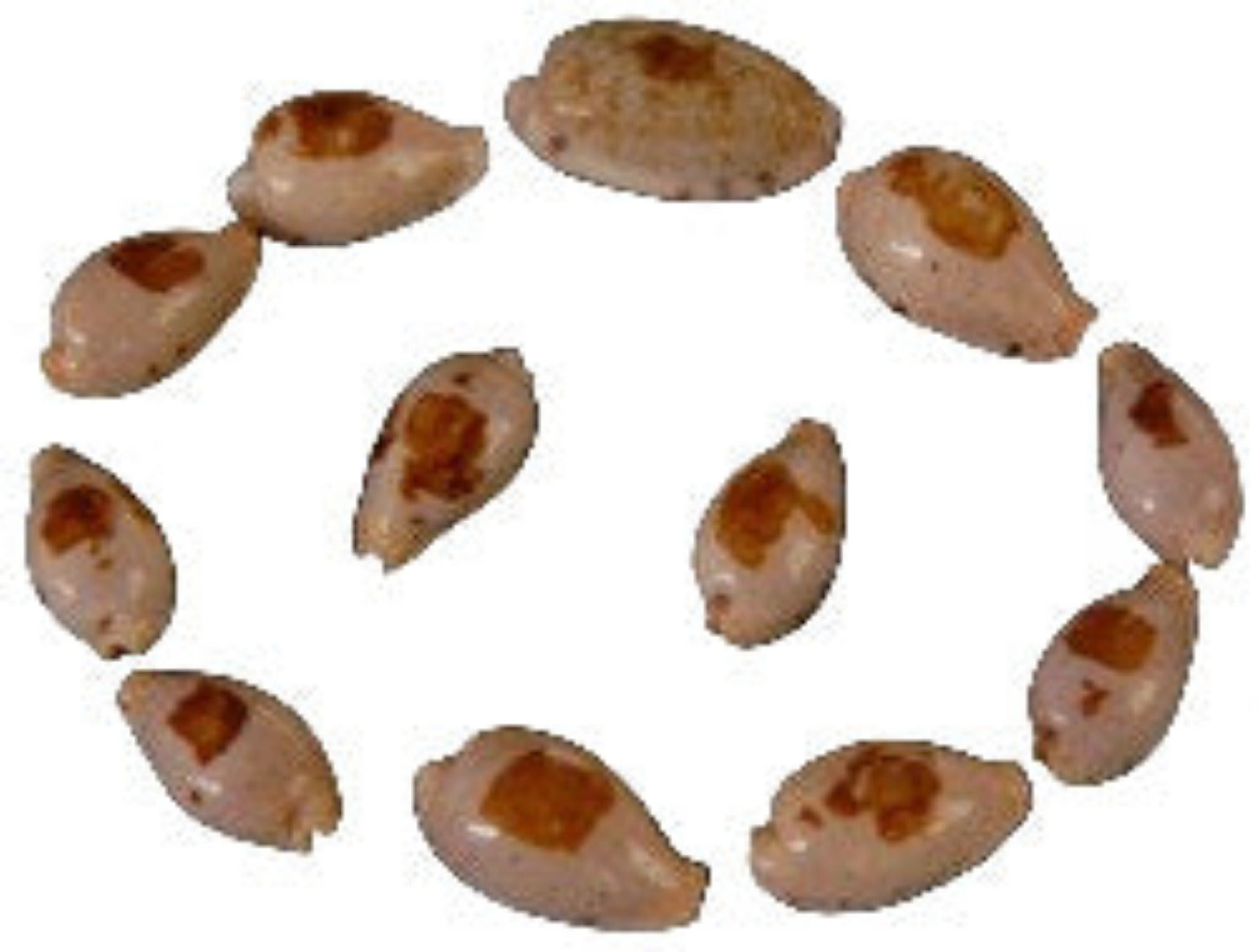 Cyprea Saulae 1" Shell  Sold Each