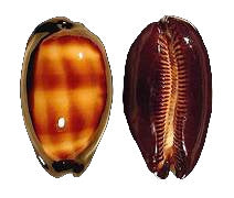 Cyprea Talpa 2 to 3" Shell Sold Each