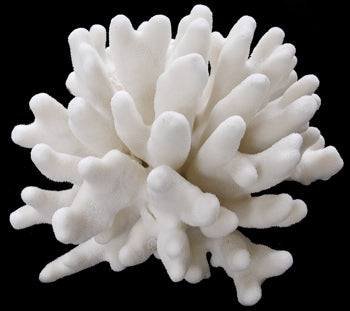 Coral Elkhorn 7 to 9" Cluster OUT OF STOCK