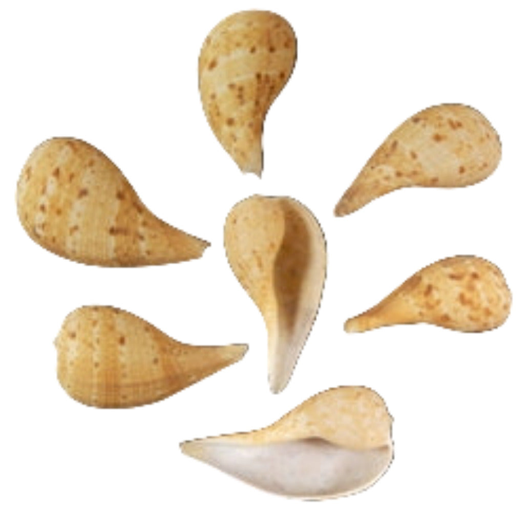 Fig (Ficus Ficus)  2 to 3" Shell Sold Each