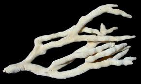 Sponge Natural Finger 7 to 10"  OUT OF STOCK