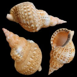 Triton Gold Caribbean At Least 10" Shell Sold Each