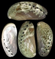 Abalone Green 1 to 1 1/2", Sold Each