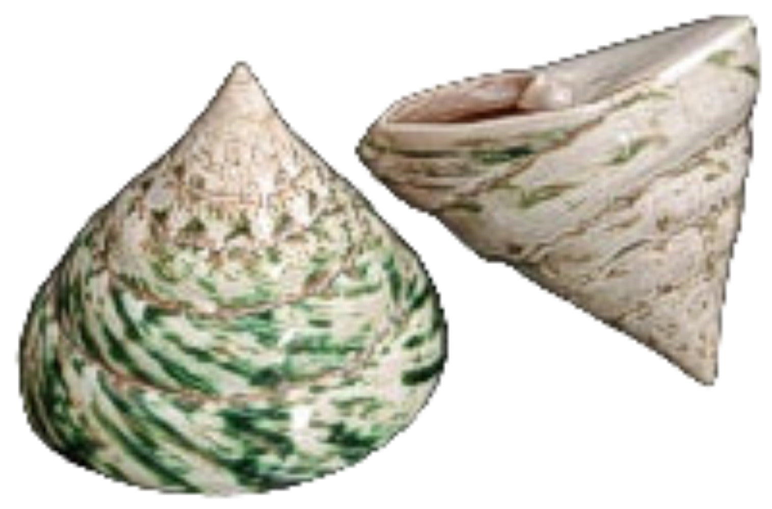 Troca Green Polished At Least 4" Shell Sold Each