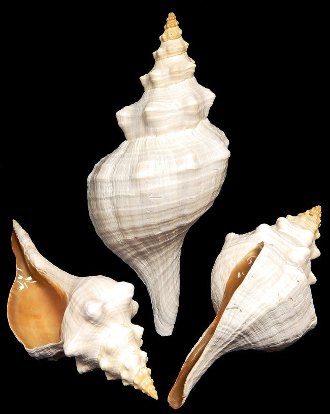 Conch (Horse)  14 to 15" Shell Sold Each