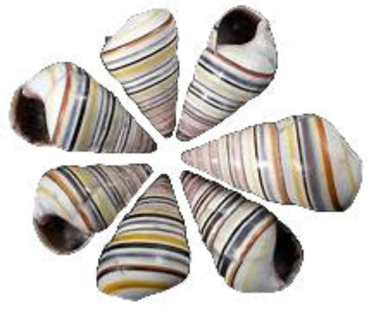 Snail (Haitian Tree) 1 to 2", Shell Sold Each