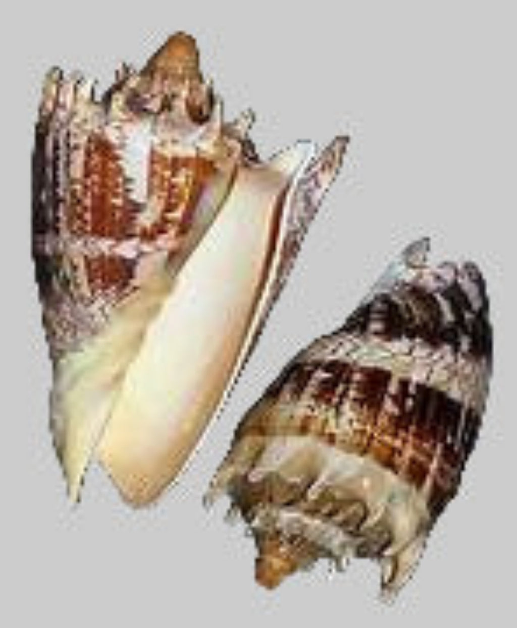 Volute Imperial Shell 7 to 8"  OUT OF STOCK