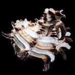 Murex Indivia 1 1/2 to 3" Shells Sold By The 1/4 LBS