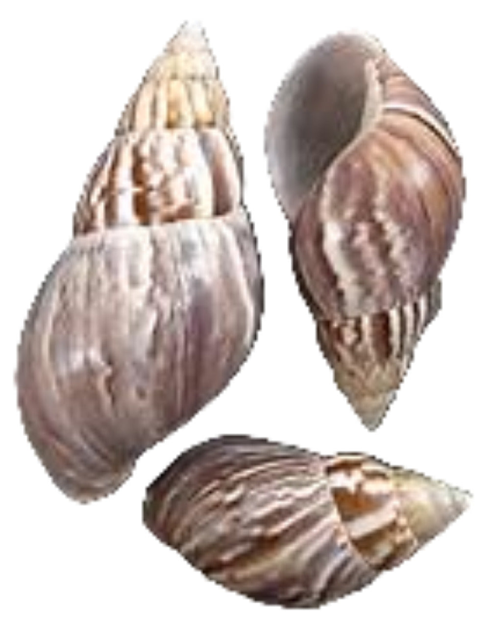 Snail Japanese (Land)  2 to 3" Sold Each