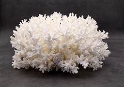 Coral Lace Cluster 3 to 5"  OUT OF STOCK