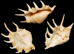 Lambis Lambis 5 to 6" Conch Shell Sold Each