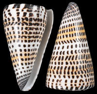 Cone spurius (Letter Cone) 2 to 3" Shell Sold Each
