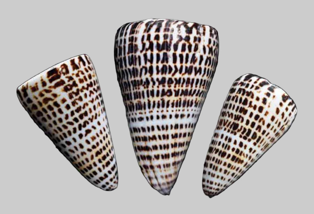 Cone (Letter) spurius shell 4" OUT OF STOCK