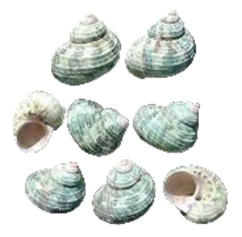 Turbo Light Green 1 to 1/2" Shell, Sold Each