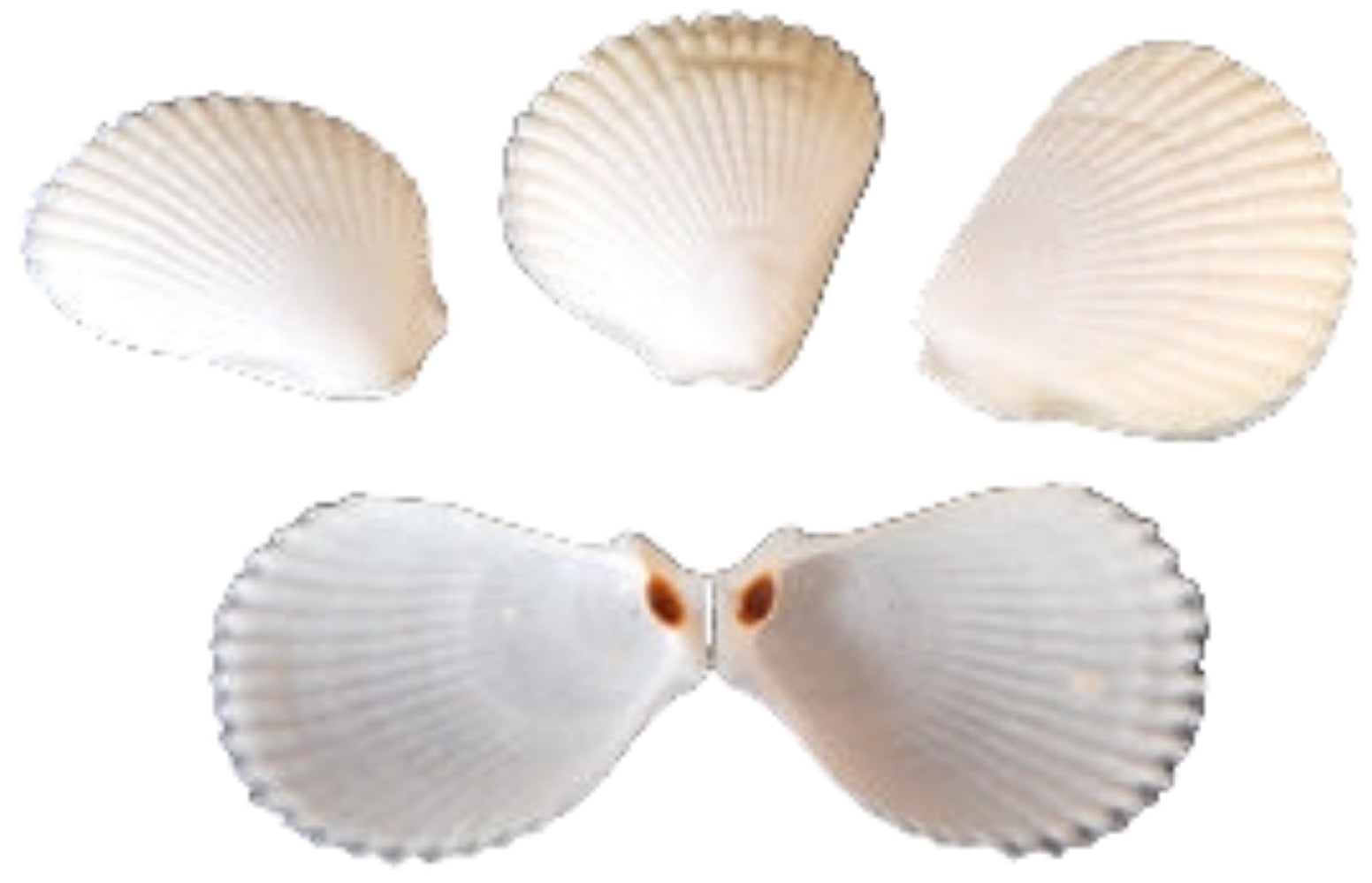 Lima Lima 4" Shell Pairs  Sold Each