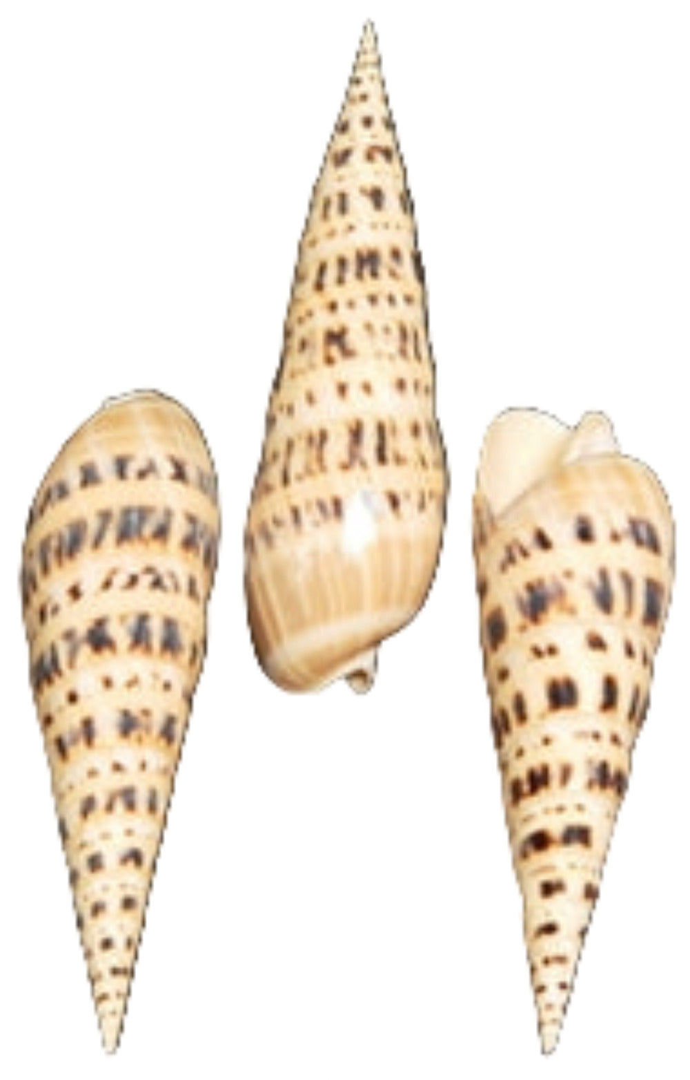 Marlin Spike 6 to 7"  Shell Sold Each