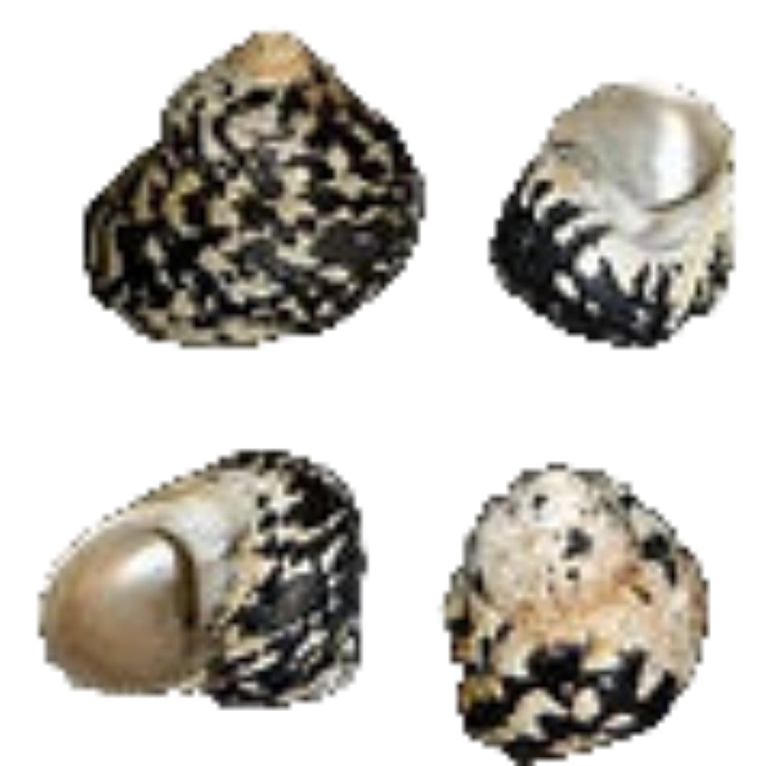 Magpie 3" Shell Sold Each