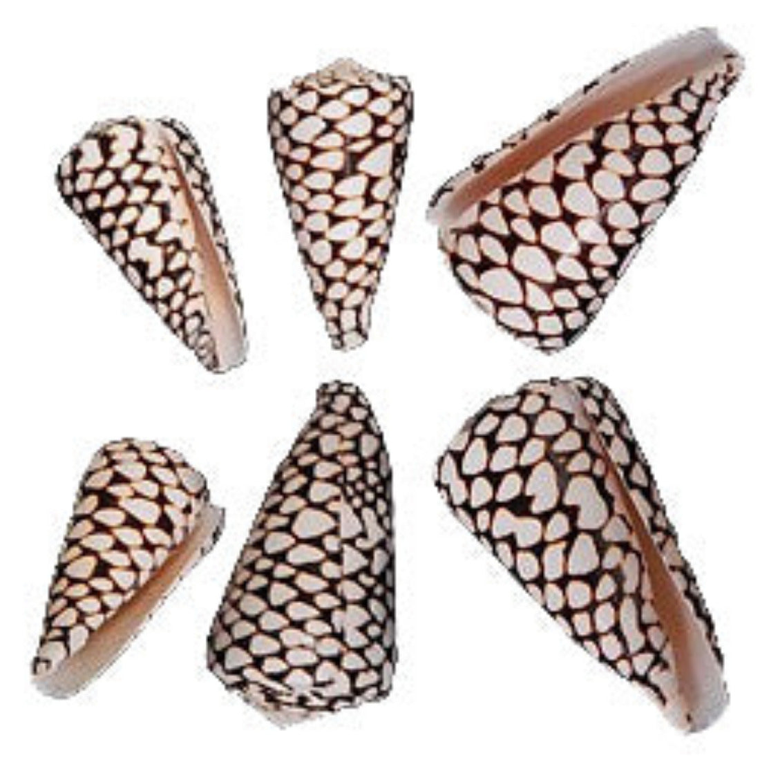 Cone Marmoreus 2 to 3"  Shell OUT OF STOCK