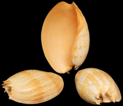 Melon Umbilicatus 9 to 10"Shell Sold Each