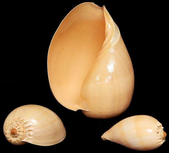 Melon Diadema  2 to 4" Shell  Sold Each