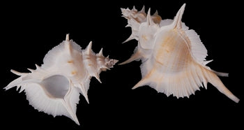 Murex (Alabaster) 4 to 5"  Shell OUT OF STOCK